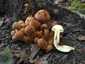 Aranysárga lánggomba (Gymnopilus junonius), Budai-hegység